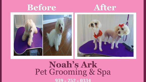 noah's ark dog grooming