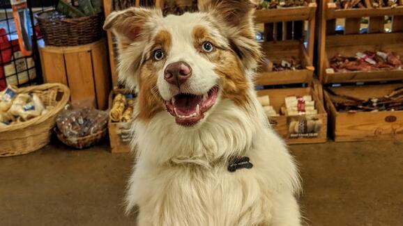 busters pet supply