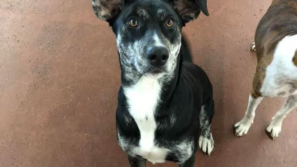 happy hound dog resorts