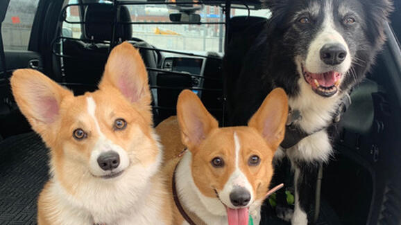 boston's best dog walkers