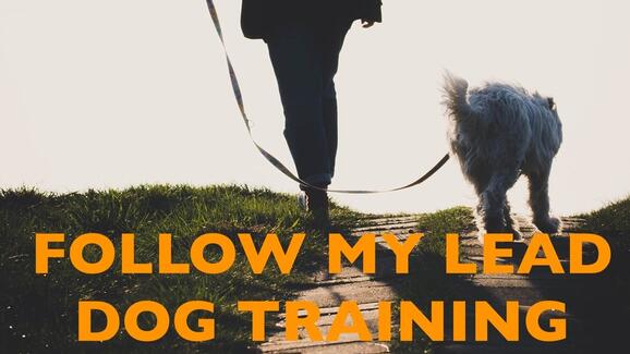 Follow my lead dog walking Clearance