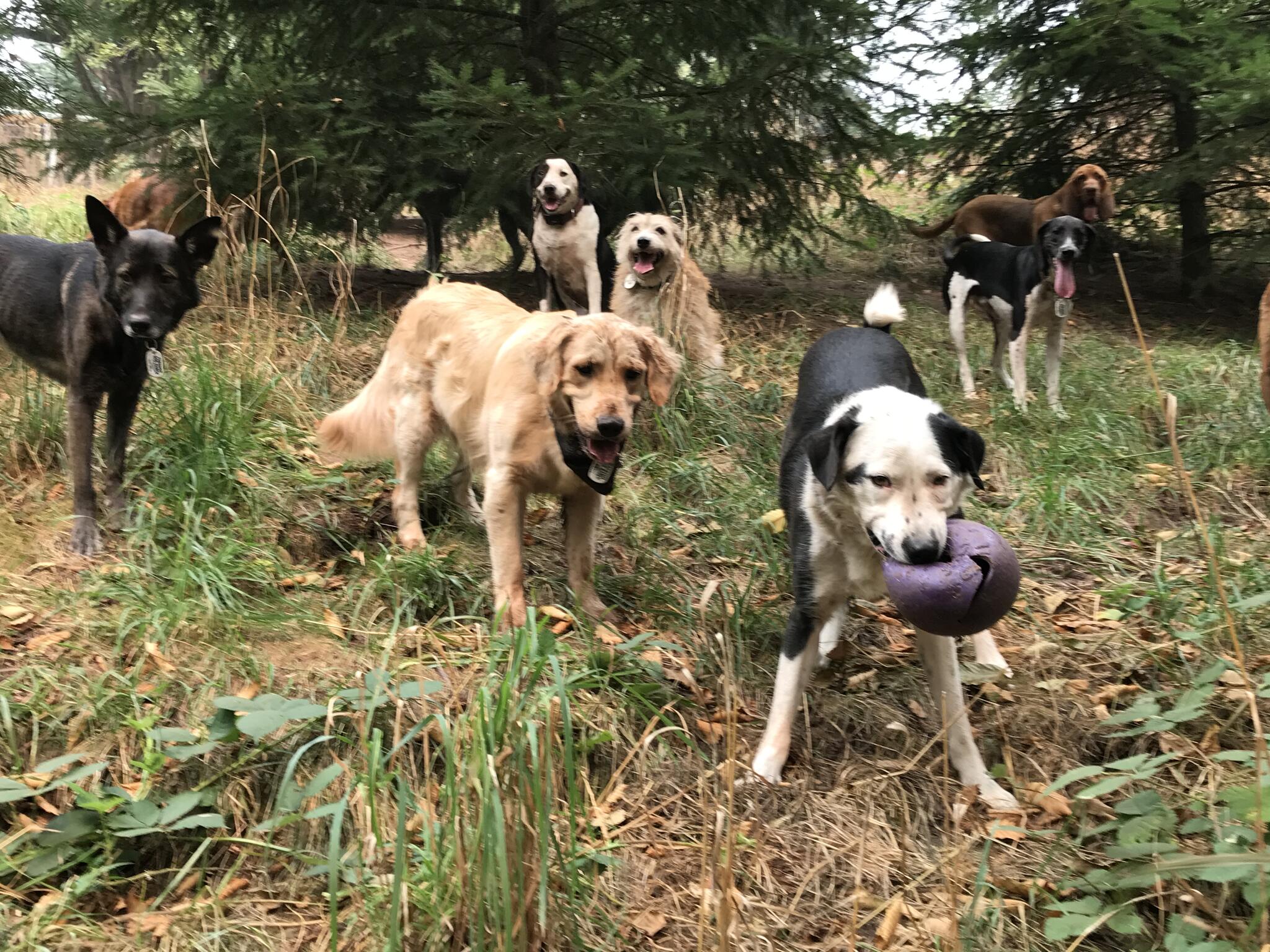 50+ Dog daycare longview wa ideas