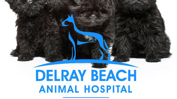 Delray Beach Animal Hospital - Delray Beach Animal Hospital 24