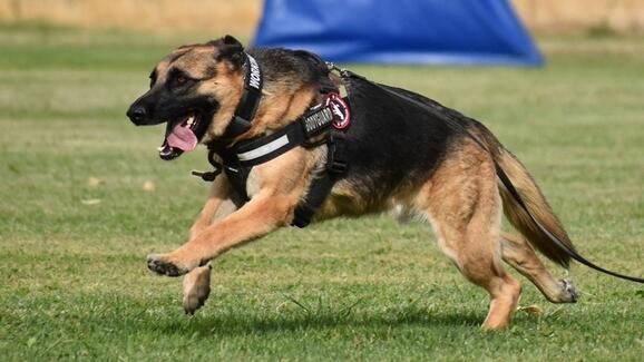 emily's pet care services