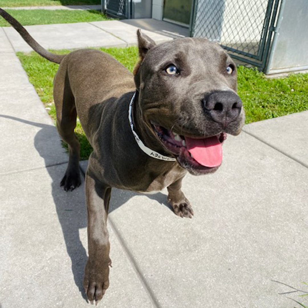 Bass Pet Resort & Spa 62 Kissimmee, FL Nextdoor