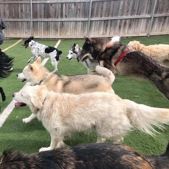 nanny's salon for dogs