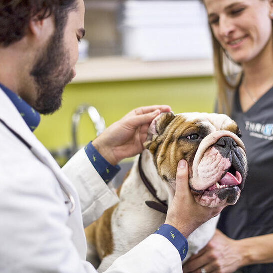 low cost vet round rock