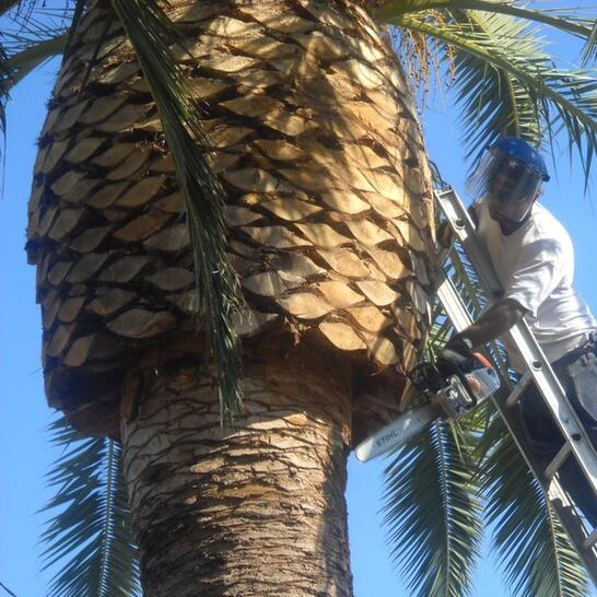 Palm Tree Pruning - How And When To Prune A Palm Tree