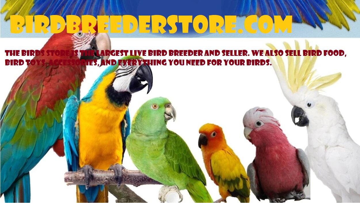 pet bird breeders near me