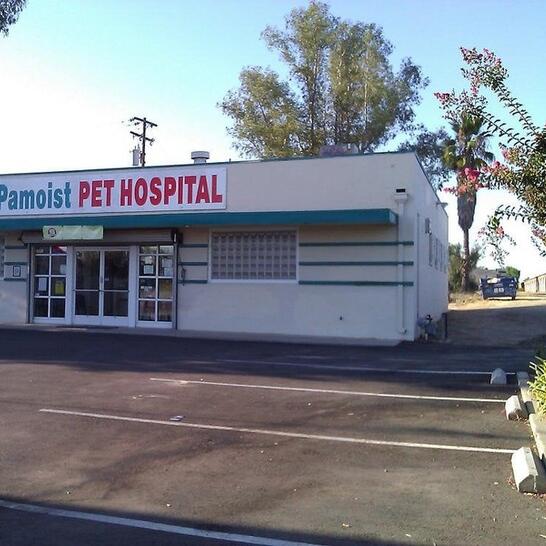 5 month old guinea pig