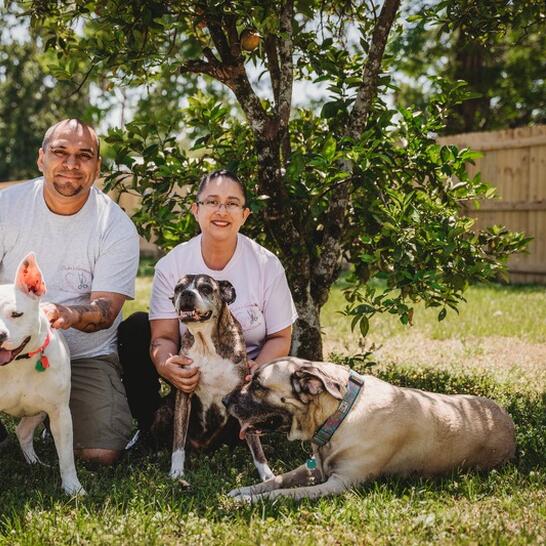 jackie's pet grooming