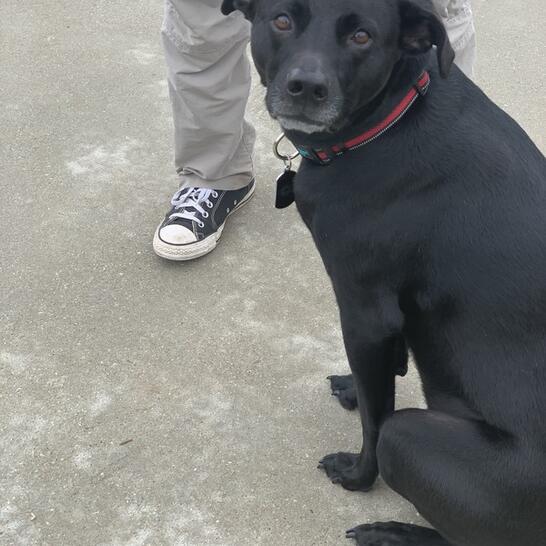 off the chain k9 training