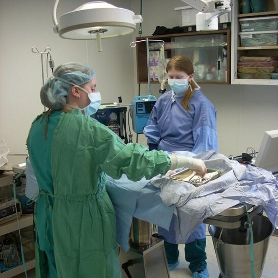 vca cedar animal hospital