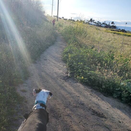 fantasy spa mobile pet grooming