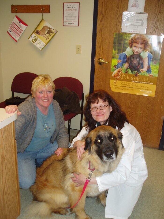 vca companion care animal hospital