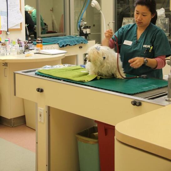 vca animal hospital lake forest