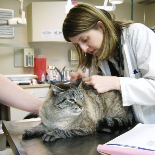 vca covington animal hospital