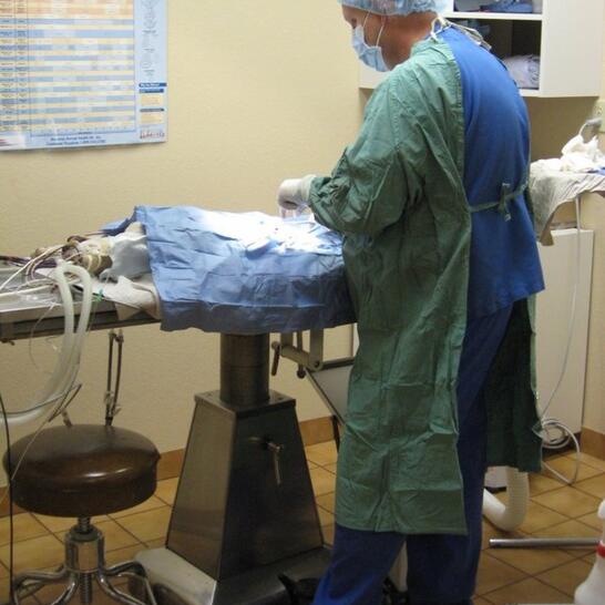 vca mountain view animal hospital