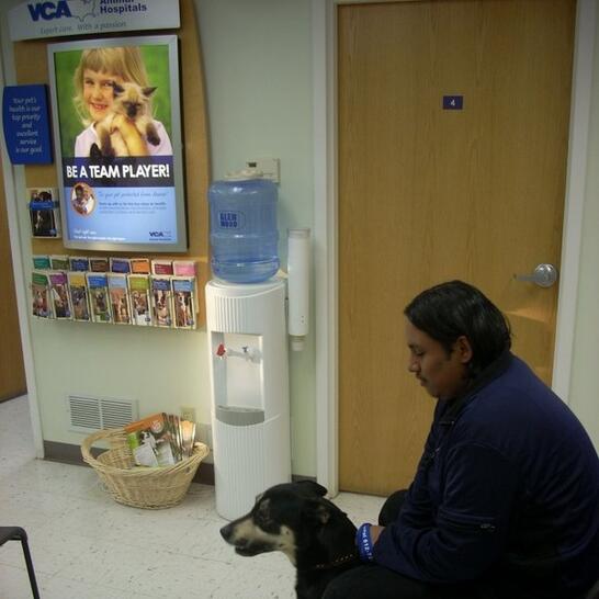 vca cedar animal hospital