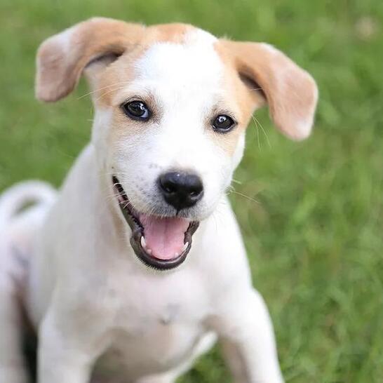 diggiddy doggy daycare