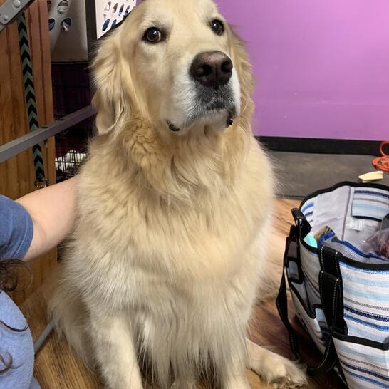 carolinavaluepetcare