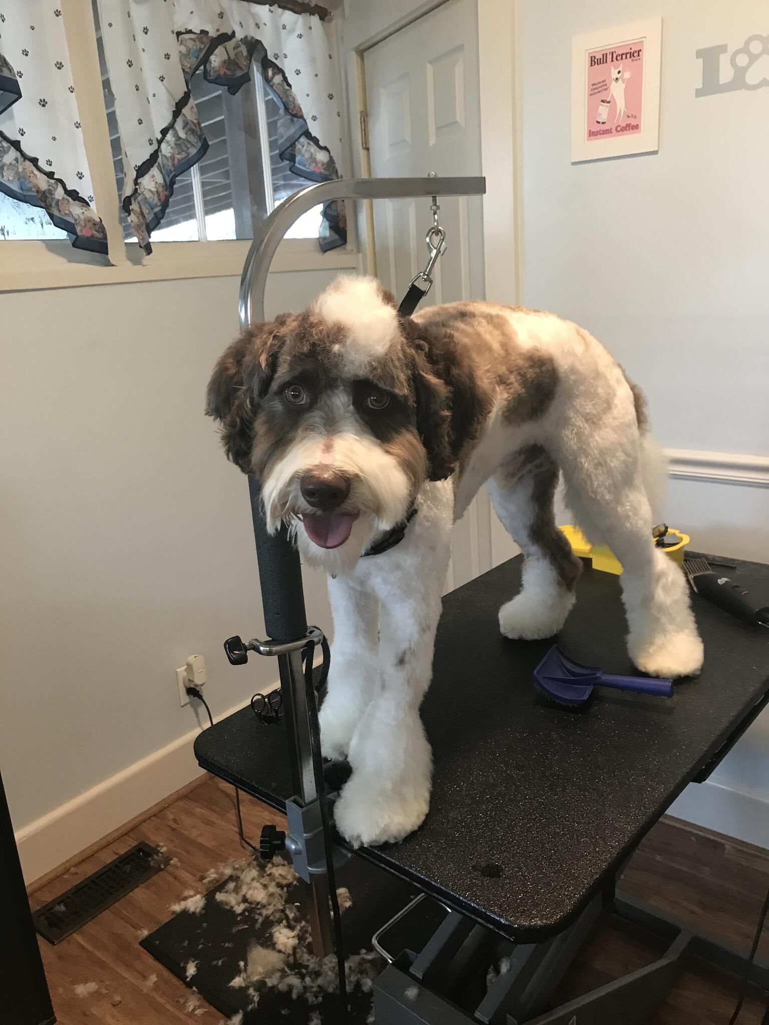 animal house grooming salon