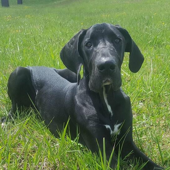 amazon hill's metabolic