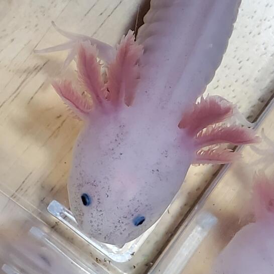 Hawaii Axolotls Honokaa Hi