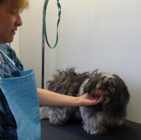 waterford pet hospital