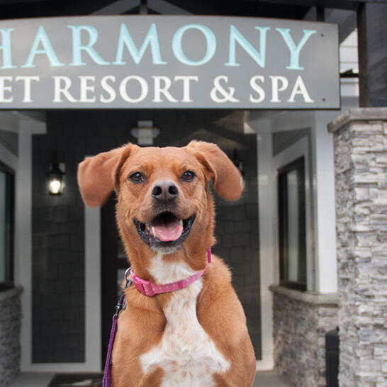 harmony pet spa