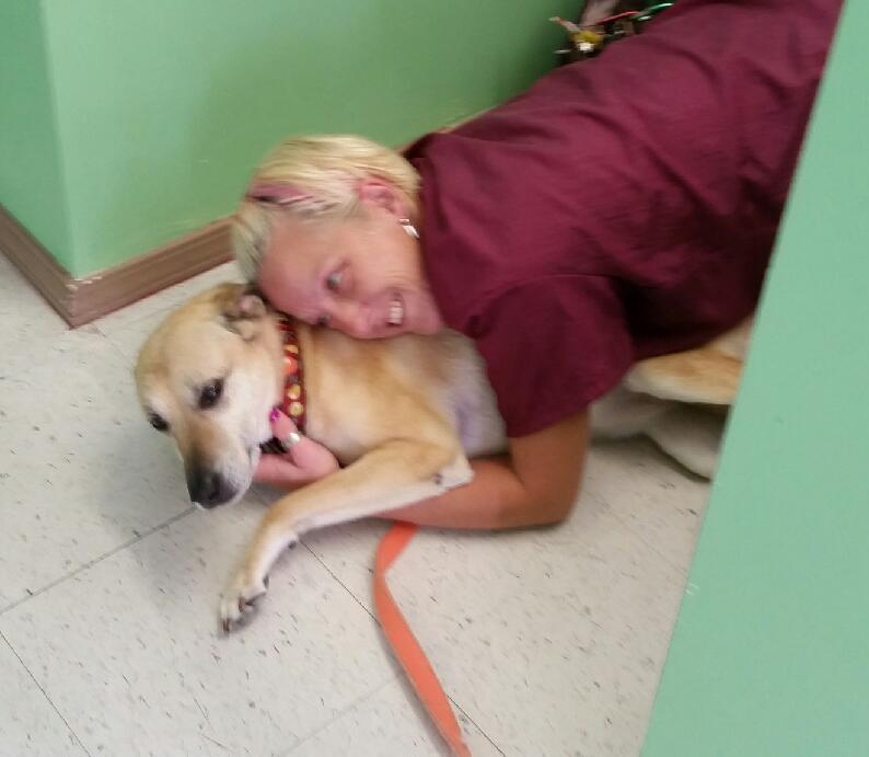 dog grooming bandanas