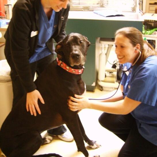 vca covington animal hospital