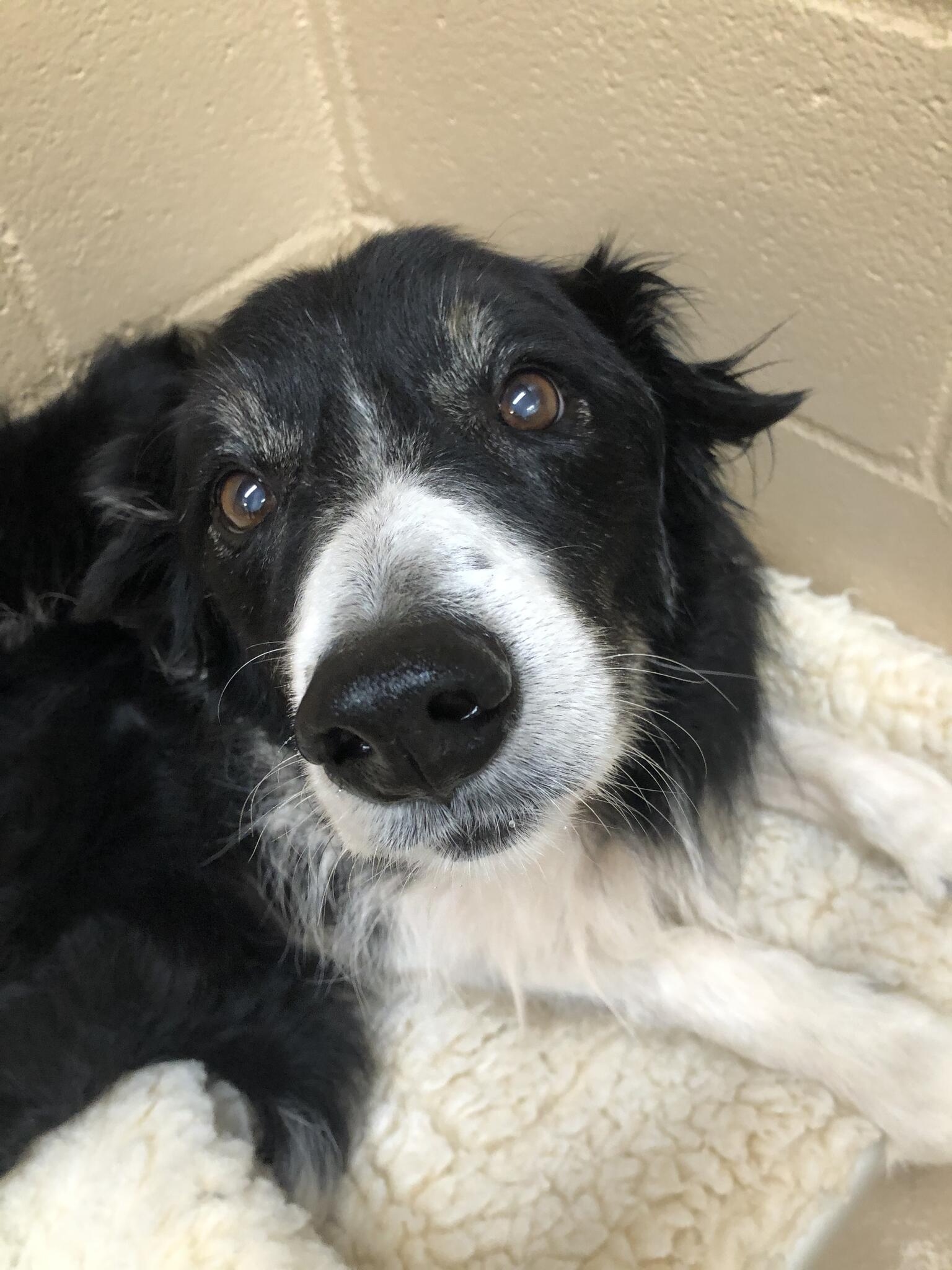 Pet Resort Dallas 88 Dallas, TX Nextdoor