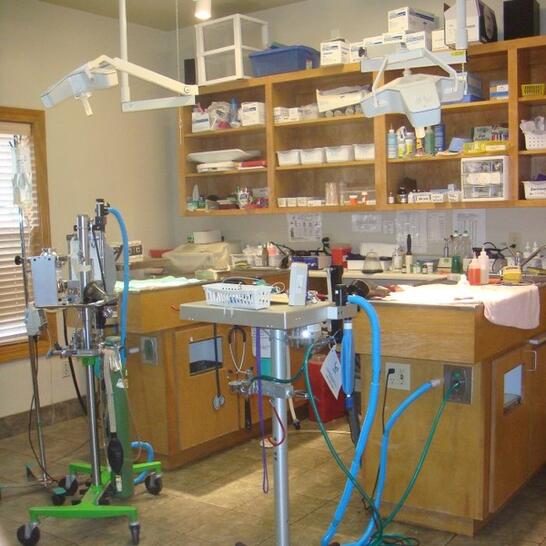 vca jackson animal hospital