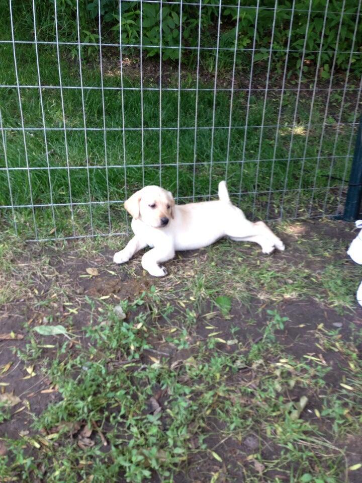 elk river retrievers