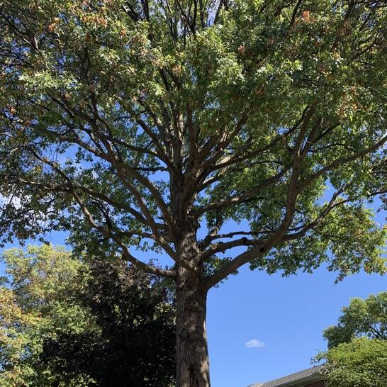 Vinny�s Tree Service Omaha All information about Service