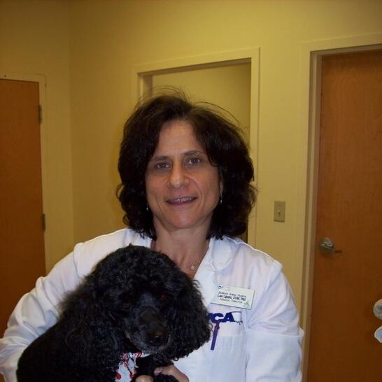 baybrook animal hospital