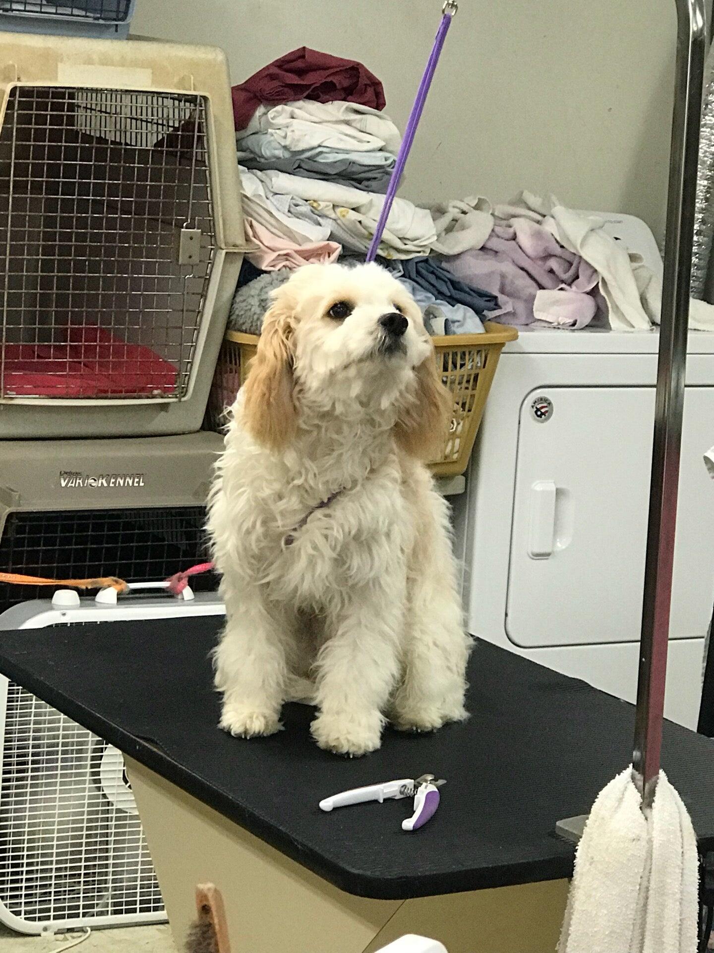 Kathy's Pet Grooming