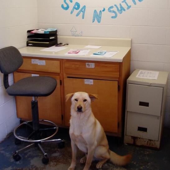 vca apex animal hospital