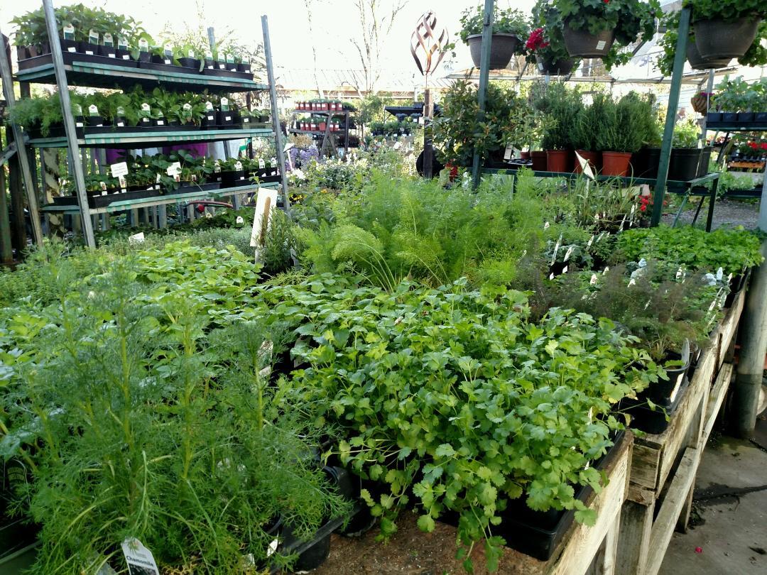 Fair Oaks Boulevard Nursery 16 Sacramento, CA