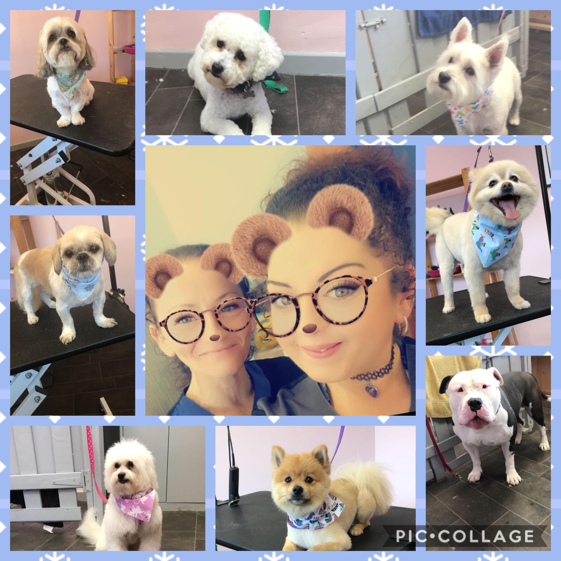 Nails And Tails Professional Dog Grooming - Belfast - Nextdoor