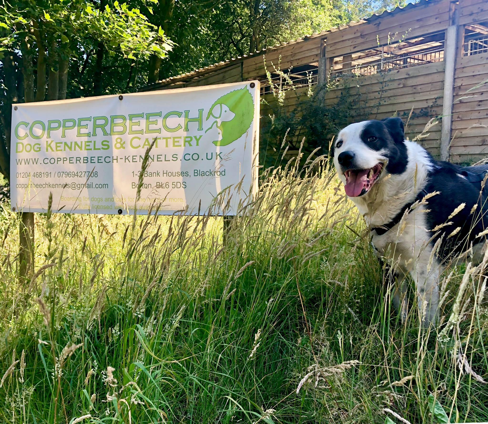 Copperbeech Boarding Kennels 3 Nextdoor