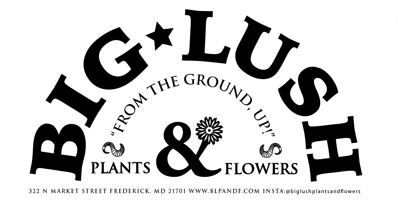 Big Lush Plants Flowers 1 Recommendation Frederick Md