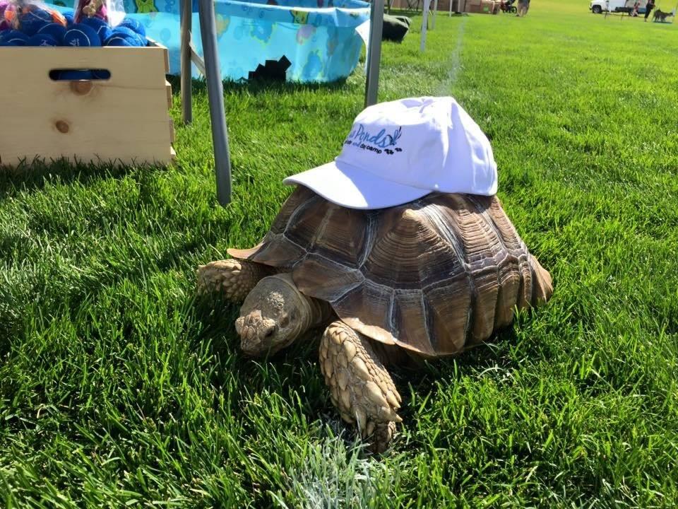 two ponds dog daycare