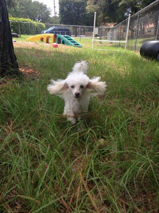 VIP Pet Resort 85 Port Orange, FL Nextdoor