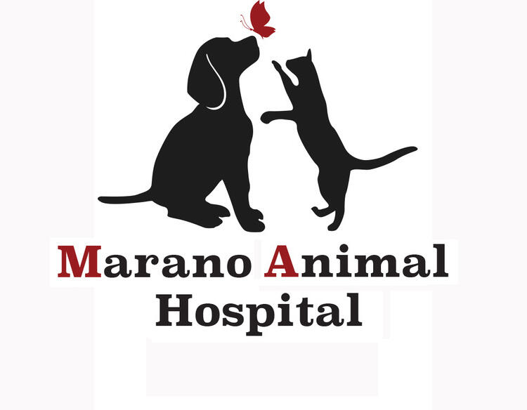 Marano Animal Hospital 157 Recommendations Venice Fl