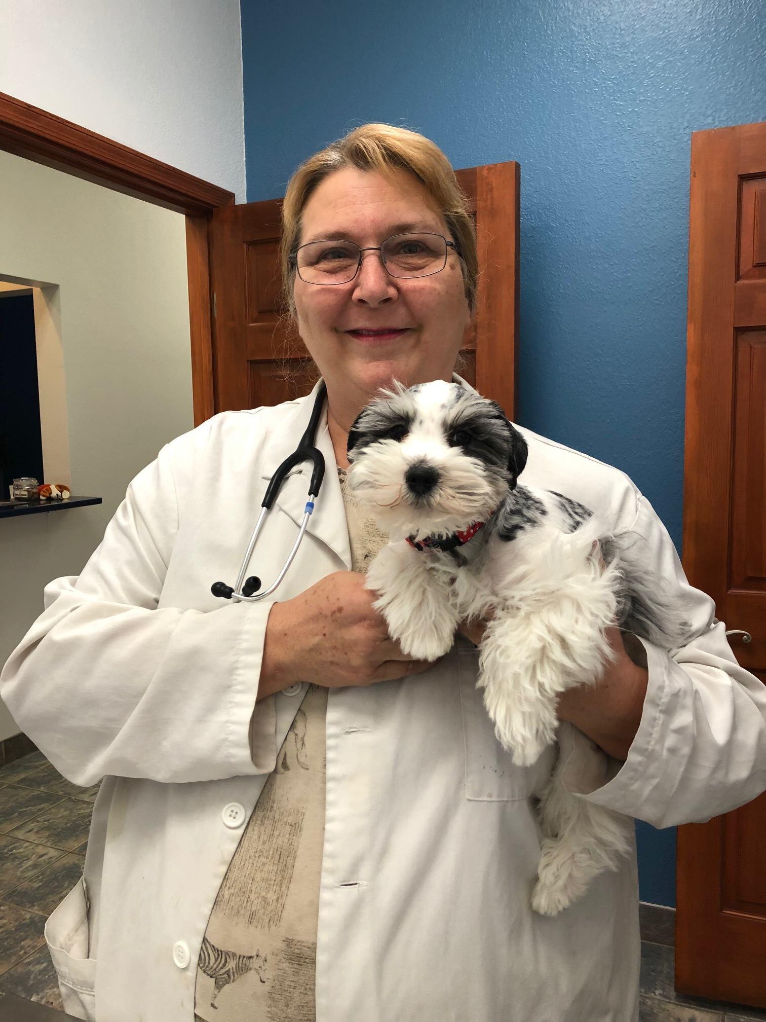 harmony animal hospital harmony animal hospital