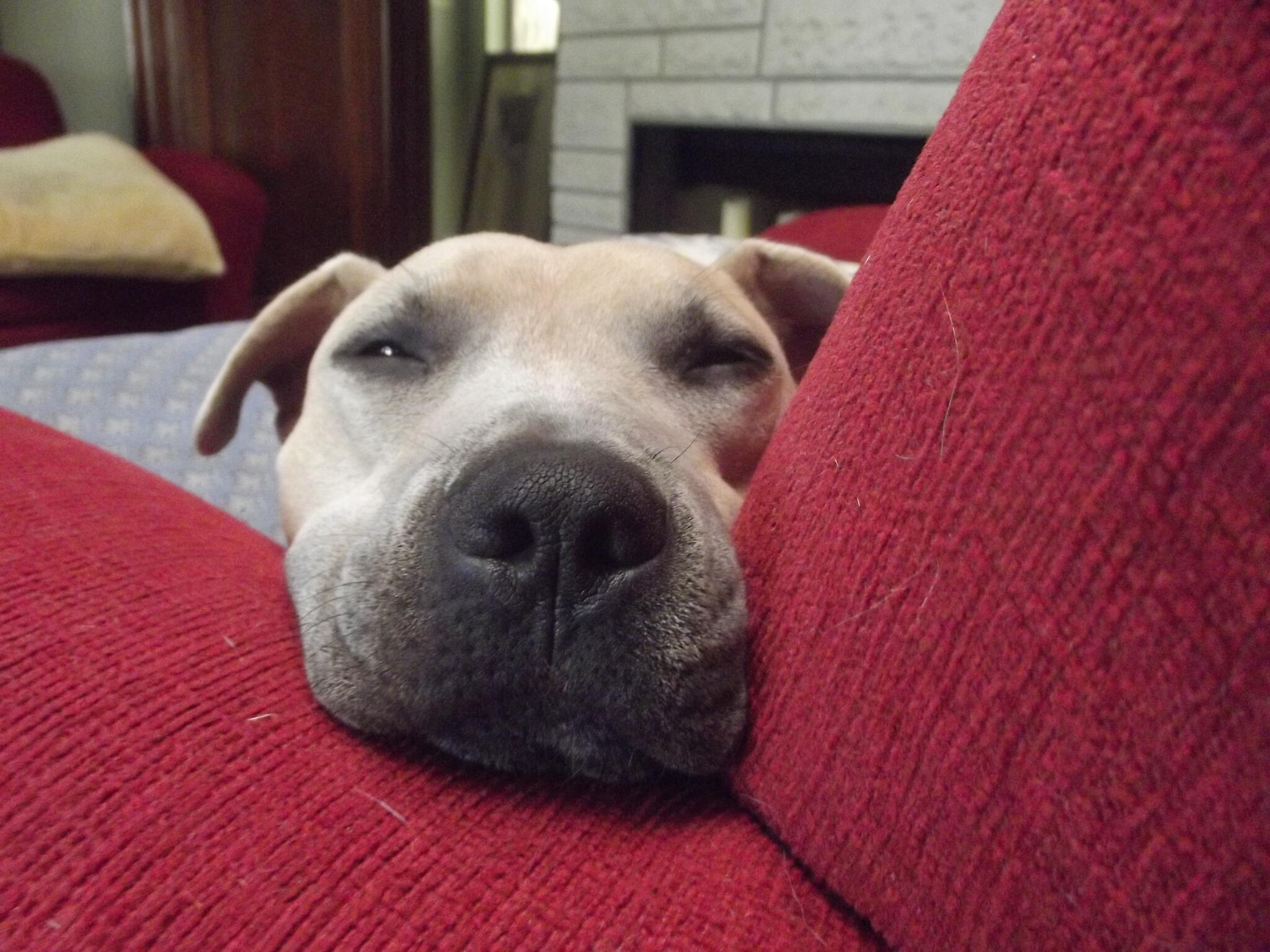 Happy Tails Of Texas...Happy Tails To You Pet Sitting Since 1979