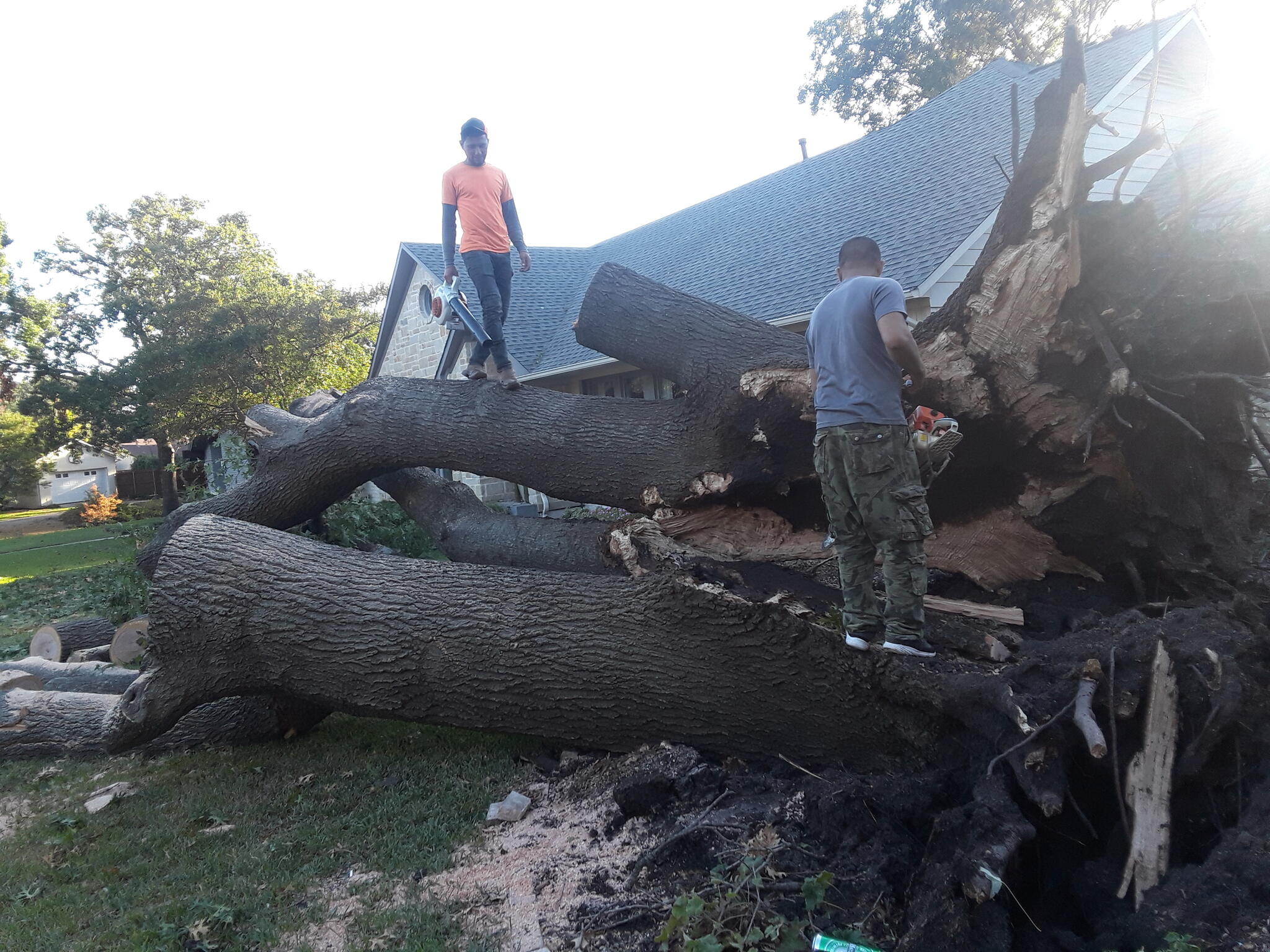 Pusher, tree Rowlett TX felling