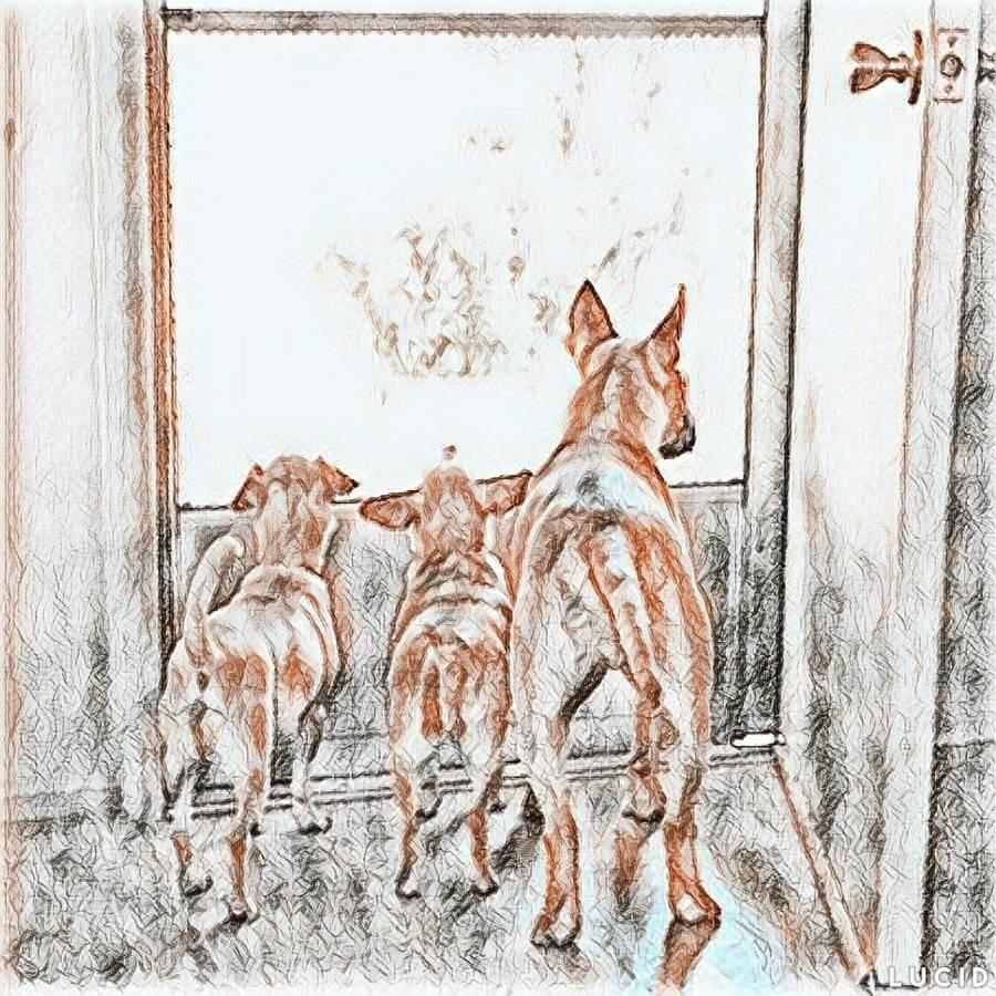 hills kd dry dog food